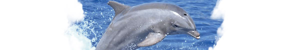 Видел Во Сне Дельфин, К чему снится Дельфин по Соннику