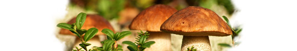 Видел Во Сне грибы, К чему снится грибы по Соннику
