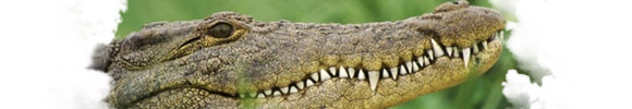Видел Во Сне Крокодил, К чему снится Крокодил по Соннику