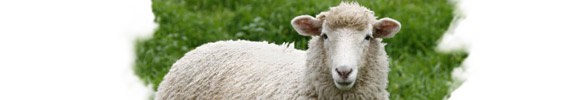 Видел Во Сне Овца, К чему снится Овца по Соннику