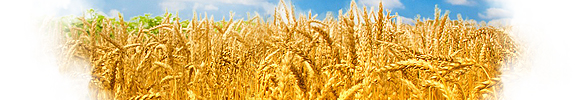 Видел Во Сне Пшеница, К чему снится Пшеница по Соннику